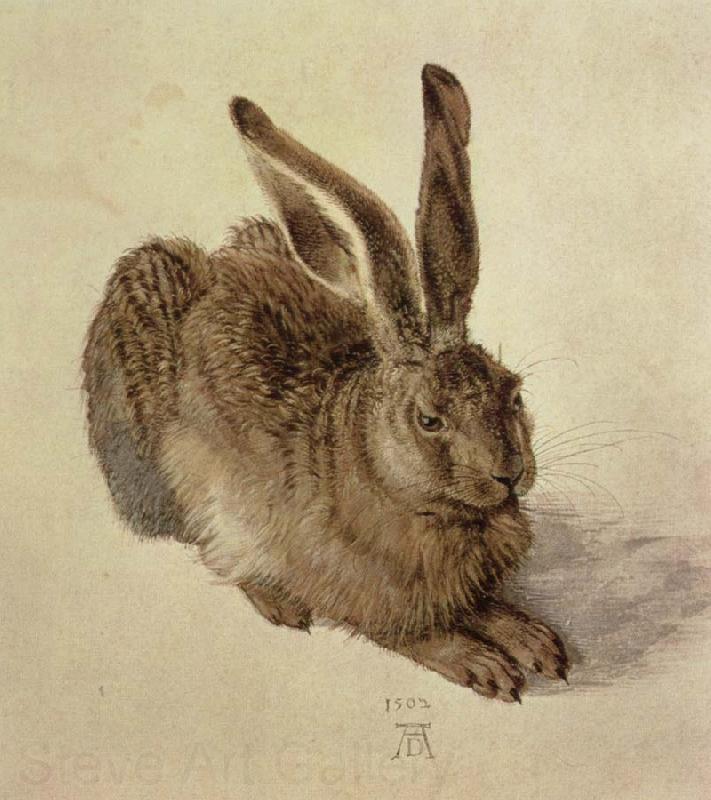 Albrecht Durer hare France oil painting art